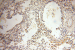 MICAL1 Antibody in Immunohistochemistry (Paraffin) (IHC (P))