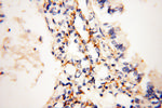 MICAL1 Antibody in Immunohistochemistry (Paraffin) (IHC (P))