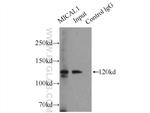 MICAL1 Antibody in Immunoprecipitation (IP)