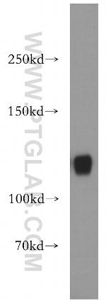 MICAL1 Antibody in Western Blot (WB)