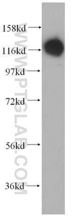 MICAL1 Antibody in Western Blot (WB)