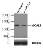 MICAL1 Antibody in Western Blot (WB)