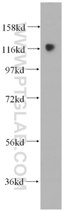 MICAL1 Antibody in Western Blot (WB)