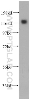 MICAL1 Antibody in Western Blot (WB)