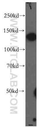 MICAL1 Antibody in Western Blot (WB)