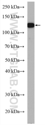 MICAL1 Antibody in Western Blot (WB)