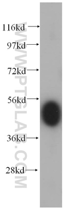 GPR37/Pael-R Antibody in Western Blot (WB)