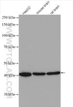 GIPC1 Antibody in Western Blot (WB)