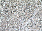 LDHB Antibody in Immunohistochemistry (Paraffin) (IHC (P))