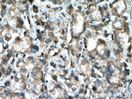 LDHB Antibody in Immunohistochemistry (Paraffin) (IHC (P))