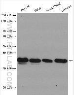 LDHB Antibody in Western Blot (WB)