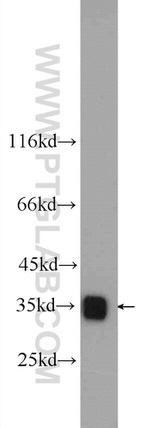 LDHB Antibody in Western Blot (WB)