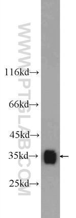 LDHB Antibody in Western Blot (WB)