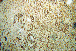 ARG2 Antibody in Immunohistochemistry (Paraffin) (IHC (P))