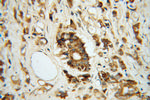 ARG2 Antibody in Immunohistochemistry (Paraffin) (IHC (P))