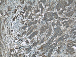 ARG2 Antibody in Immunohistochemistry (Paraffin) (IHC (P))