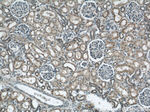 ARG2 Antibody in Immunohistochemistry (Paraffin) (IHC (P))