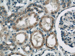 ARG2 Antibody in Immunohistochemistry (Paraffin) (IHC (P))