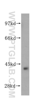 ARG2 Antibody in Western Blot (WB)
