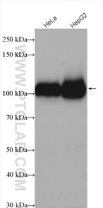 MARS Antibody in Western Blot (WB)