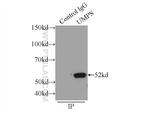 UMPS Antibody in Immunoprecipitation (IP)