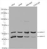 UMPS Antibody in Western Blot (WB)