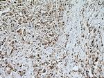 UBC9 Antibody in Immunohistochemistry (Paraffin) (IHC (P))