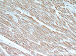 SLC25A6 Antibody in Immunohistochemistry (Paraffin) (IHC (P))