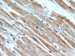 SLC25A6 Antibody in Immunohistochemistry (Paraffin) (IHC (P))