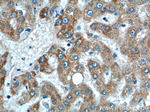 SLC25A6 Antibody in Immunohistochemistry (Paraffin) (IHC (P))