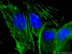 Myh9 Antibody in Immunocytochemistry (ICC/IF)