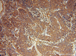 Myh9 Antibody in Immunohistochemistry (Paraffin) (IHC (P))