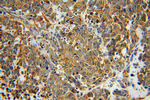 Myh9 Antibody in Immunohistochemistry (Paraffin) (IHC (P))