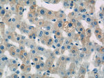 SEC61B Antibody in Immunohistochemistry (Paraffin) (IHC (P))