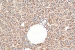 SEC61B Antibody in Immunohistochemistry (Paraffin) (IHC (P))