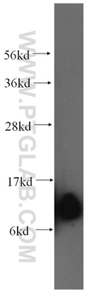 SEC61B Antibody in Western Blot (WB)