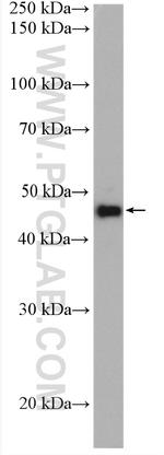 Phospho-Gsk3b (Ser389) Antibody in Western Blot (WB)