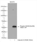 Phospho-Gsk3b (Ser389) Antibody in Western Blot (WB)