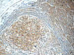 CUL4A Antibody in Immunohistochemistry (Paraffin) (IHC (P))