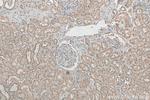 CUL4A Antibody in Immunohistochemistry (Paraffin) (IHC (P))