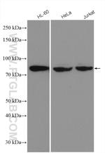 CUL4A Antibody in Western Blot (WB)