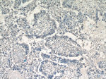 THOC5 Antibody in Immunohistochemistry (Paraffin) (IHC (P))