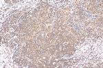 THOC5 Antibody in Immunohistochemistry (Paraffin) (IHC (P))