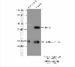 THOC5 Antibody in Immunoprecipitation (IP)