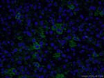 SDHA Antibody in Immunohistochemistry (PFA fixed) (IHC (PFA))