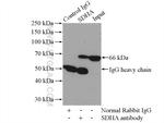 SDHA Antibody in Immunoprecipitation (IP)