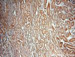 PPOX Antibody in Immunohistochemistry (Paraffin) (IHC (P))