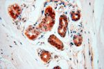 POLM Antibody in Immunohistochemistry (Paraffin) (IHC (P))