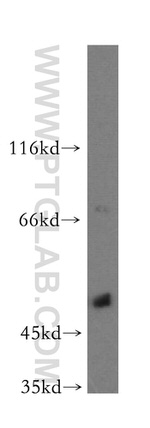 POLM Antibody in Western Blot (WB)