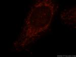 COQ9 Antibody in Immunocytochemistry (ICC/IF)